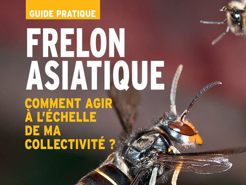 frelon asiatique